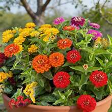 Flower Seeds - View 5