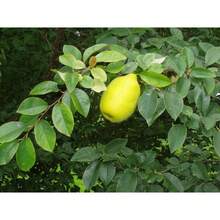 Plant Seeds - View 9