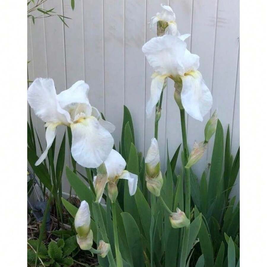 200seedsWhite Bearded Iris - Variant1 - View 1