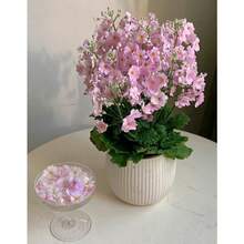 150 Graines de Primules Mélancées, Graines de Primules Anglaises - Décorez les Jardins et les Balcons avec de Magnifiques Fleurs, Essentielles pour le Jardinage Domestique - Voir 4