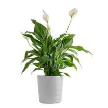 Plantar sementes - Ver 2