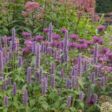 Flower Seeds - View 1