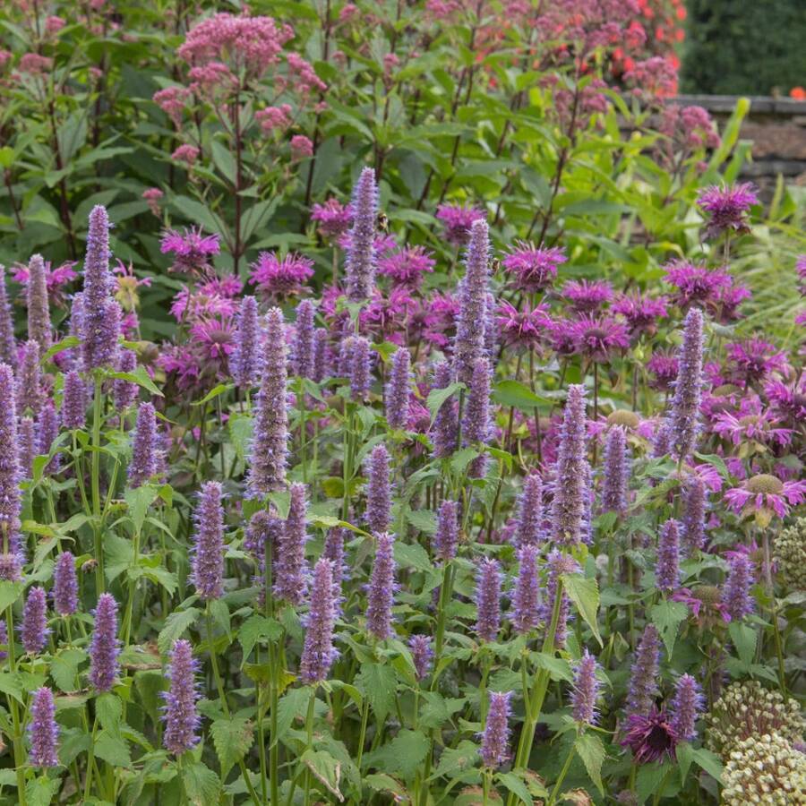Flower Seeds - View 1