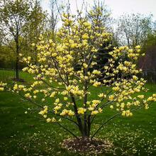 258 graines de plantes, graines de fleurs -- pièces, Graines de Magnolia à feuilles pointues jaunes, Magnolia de montagne, Tulipastra Cordata, un excellent ajout à la barrière d'intimité du jardin. - Voir 5