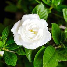 Flower Seeds - View 4