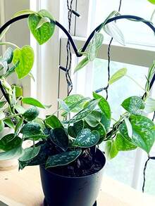 1/2件心形植物支撐樁，耐用塑膠材質，圓形設計促進花卉與植物生長，適用於室內外使用，為居家與花園裝飾增添獨特風格，植物架園藝裝飾品 - A - 查看 10
