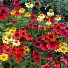 121 Graines de Conifère Mélangées - Graines de Fleur d'Echinacée, Plantes à Floraison Perenne, Graines de Conifère --- Chaque paquet est étiqueté avec le nom du produit. - Voir 2