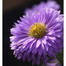 120 Graines de Chrysanthème, Fleurs Violet Clair - Voir 2