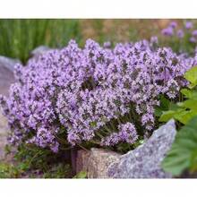 Flower Seeds - View 3