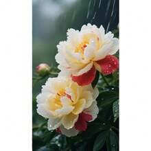Local Warehouse200 Seeds Yellow Peony Rare Flowers Exotic Plants - Pack Of 500 - View 2