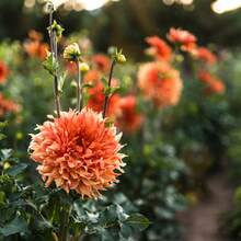 Flower Seeds - View 2