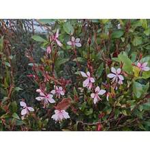 Sementes de flores - Ver 4