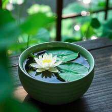 10pcs Easy To CultivateFlower Seeds-- Pre-Germinated Lotus Seeds - High Germination Rate, Suitable For Beginners| Suitable For Terrace Waterscape Gardens And Container Planting - 10PCS - View 5