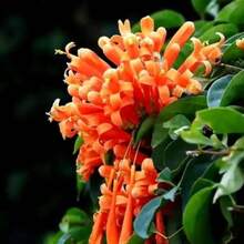 Flower Seeds - View 1