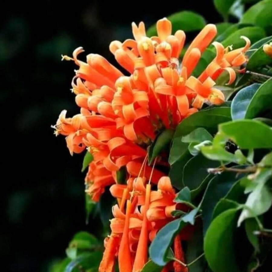Flower Seeds - View 1