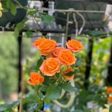 Flower Seeds - View 4