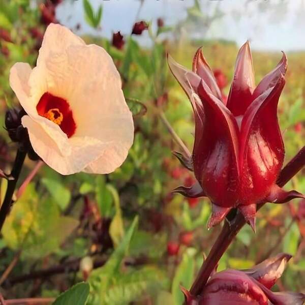 Sementes de flores