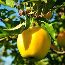 165 High Germination RateFruit Tree Seeds--Pcs Yellow Apple Trees Seeds-Non GMO-Easy To Plant - 165pcs - View 6