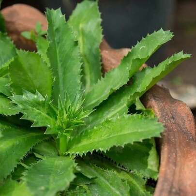 110pcs Cilantro Seeds - AKA Recao