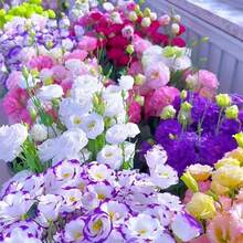 Semi di fiori - Visualizzare 4