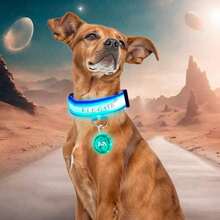 Collar Para Mascota Iluminado Con Luz Led y Bola Led RGB - Multicolor - Ver 6