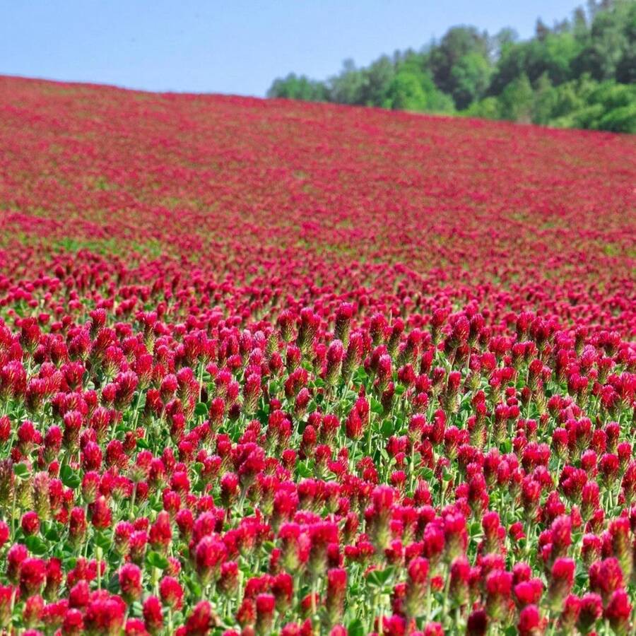 Flower Seeds - View 1