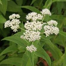Graines d'Eupatorium - Graines de fleurs d'Eupatorium perfoliatum (Boneset) - 10 000 graines - Voir 4