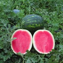 33 graines de pastèque Sugar Baby pour la plantation - Graines de fruits anciennes non-OGM de qualité supérieure pour la création d'un jardin domestique - Voir 2