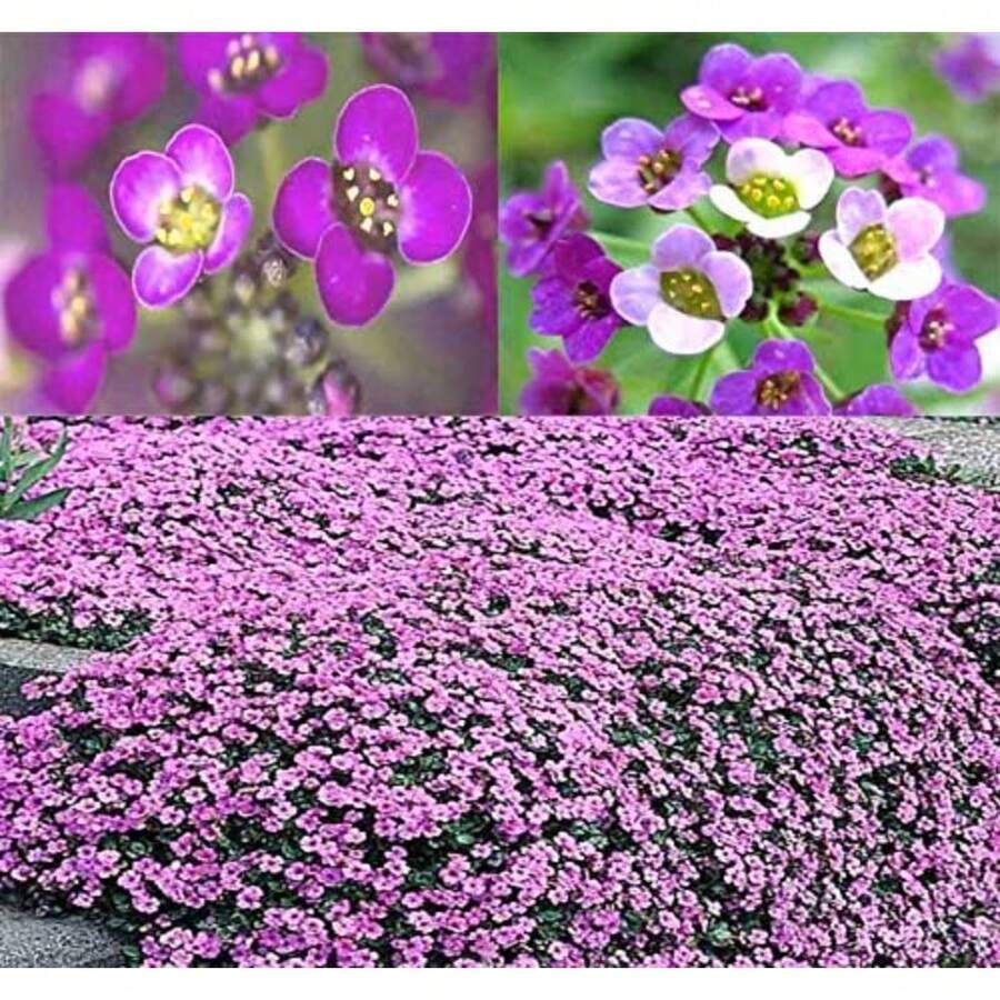 Semi di fiori - Visualizzare 1