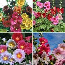 Plantera frön - Visa 4