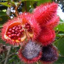 Flower Seeds - View 5