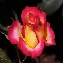 239Pcs Rose Seeds Potted Garden Flower Planting - 239 - View 3