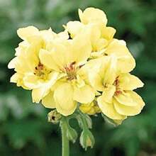 Flower Seeds - View 1