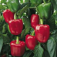423 graines, quantité aléatoire. Le choix idéal pour les jardins intérieurs et extérieurs avec des graines de piment doux PCS qui ne sont pas des graines traditionnelles génétiquement modifiées. - Voir 1