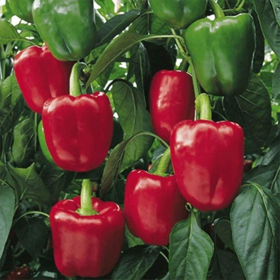 423 graines, quantité aléatoire. Le choix idéal pour les jardins intérieurs et extérieurs avec des graines de piment doux PCS qui ne sont pas des graines traditionnelles génétiquement modifiées. - Voir 1