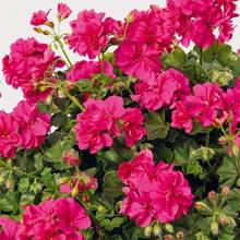 Plant Seeds - View 1