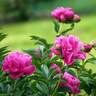 Flowers, Plants and Seeds