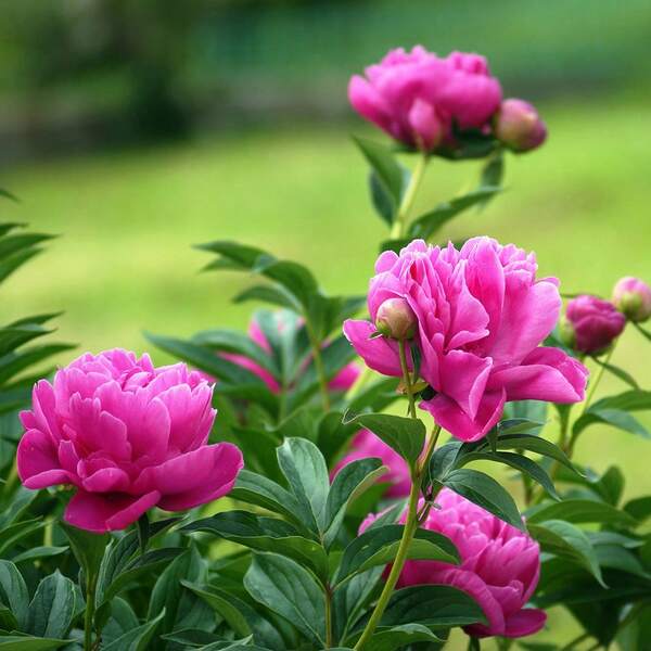 Flower Seeds