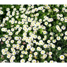 143 pièces de petites graines de marguerites - Graines de fleurs pour jardin extérieur et plantation horticole - Voir 3