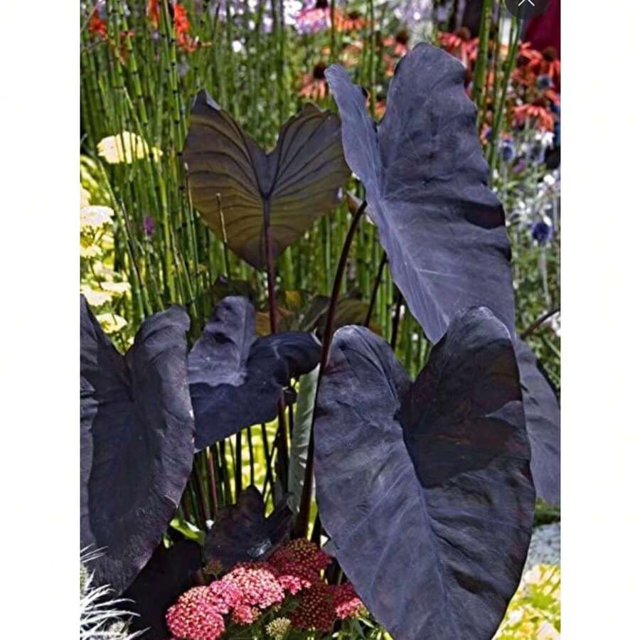 200 graines de Colocasia Esculenta, plante à oreilles d'éléphant noire - Voir 1