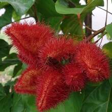 Flower Seeds - View 3