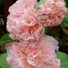 Flower Seeds - View 3