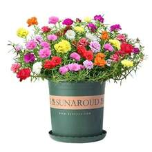 Semi di fiori - Visualizzare 4