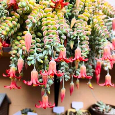 Flower Seeds