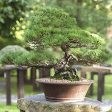 Potted Japanese Black Pine Tree Seeds - 180 - View 2