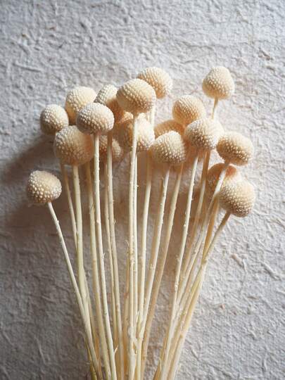 10/20pcs Craspedia Green Artificial Buttonbush Flower Stems - Approx. 1-1/2 Inch Diameter, For Home Decor, Photo Props, DIY Wedding Decorations