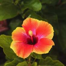 1000 plants d'hibiscus jaune-orange vivants, résistants, de 8 à 11 pouces, arbuste d'hibiscus pour jardin - sans graines - Voir 5