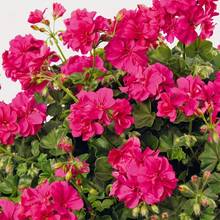 Plant Seeds - View 4