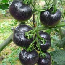 Flower Seeds - View 1