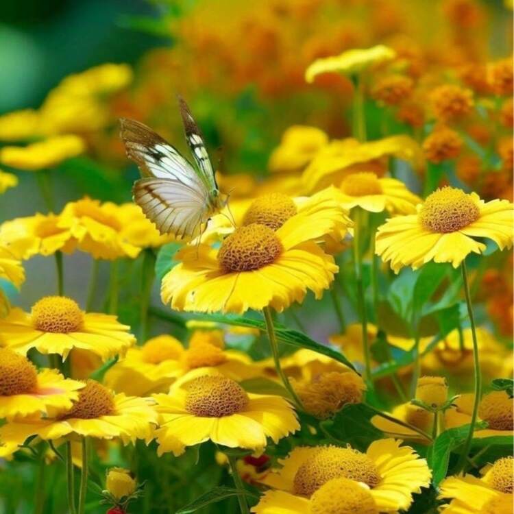 Flower Seeds - Xem 2
